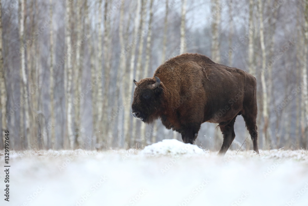 Żubr (Bos bonasus), wisent