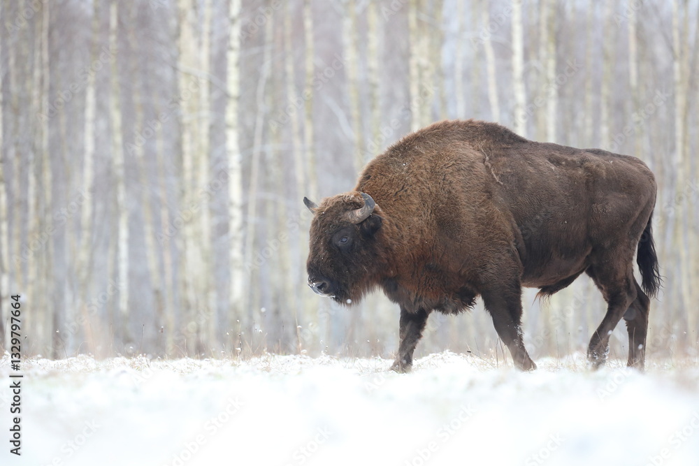 Żubr (Bos bonasus), wisent