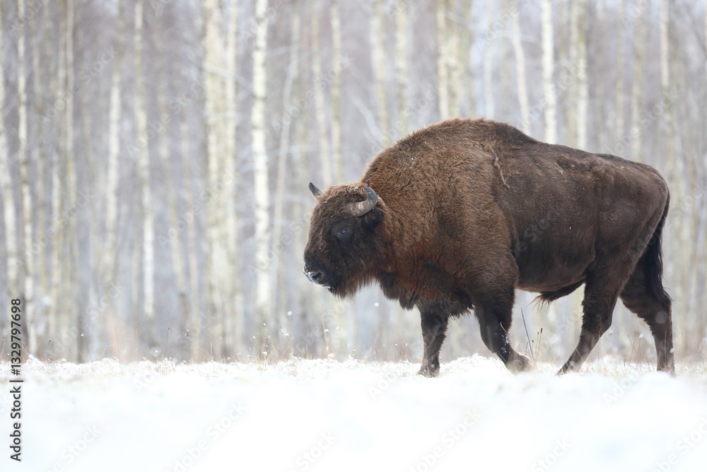 Żubr (Bos bonasus), wisent Żubr (Bos bonasus), wisent