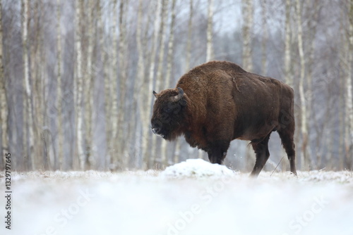 Obraz na płótnie Żubr (Bos bonasus), wisent w salonie