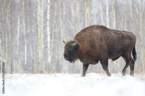 Obraz na płótnie Żubr (Bos bonasus), wisent w salonie