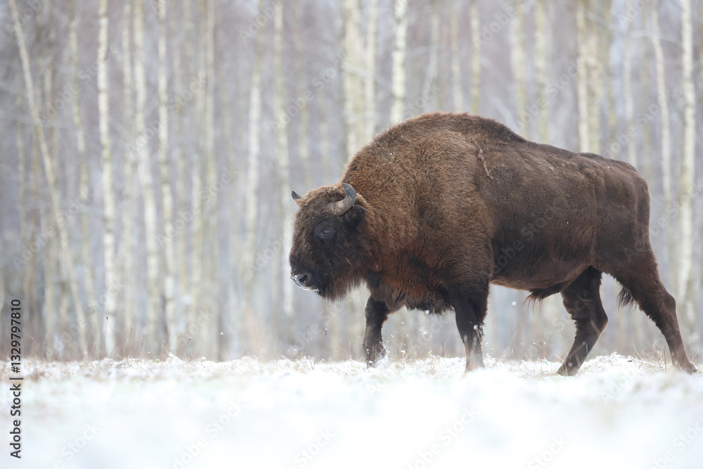 Żubr (Bos bonasus), wisent