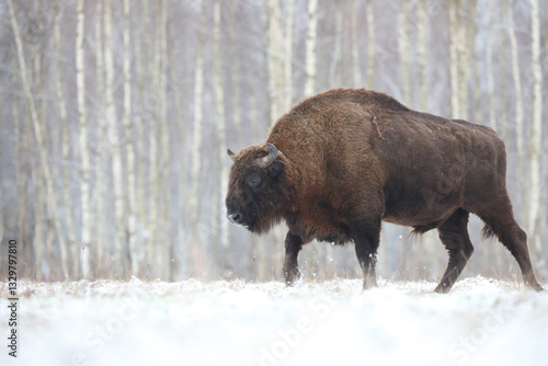 Obraz na płótnie Żubr (Bos bonasus), wisent w salonie