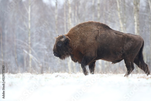 Obraz na płótnie Żubr (Bos bonasus), wisent w salonie