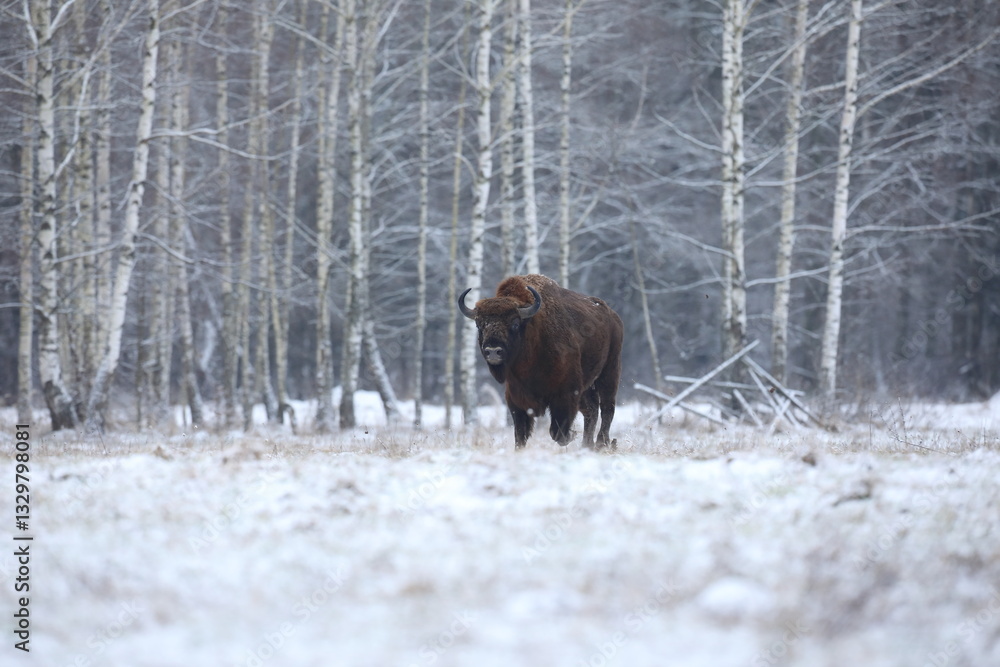 Żubr (Bos bonasus), wisent
