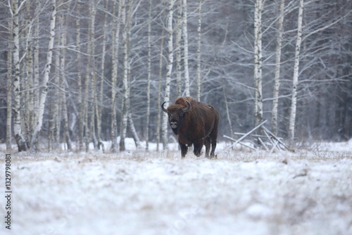 Żubr (Bos bonasus), wisent