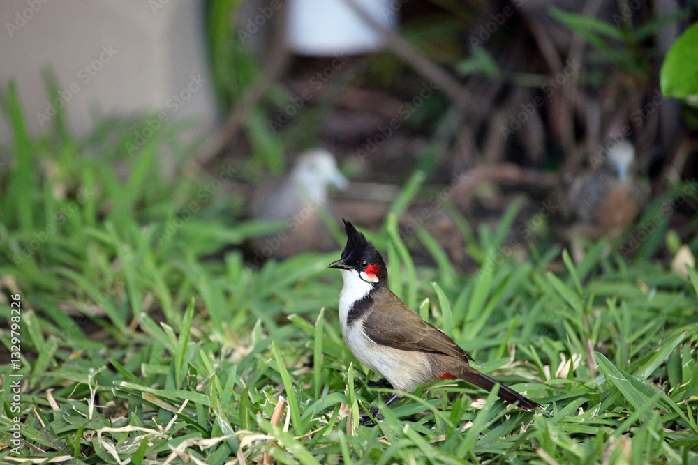 Fototapeta premium Red-Whiskered Bulbul, Mauritius 