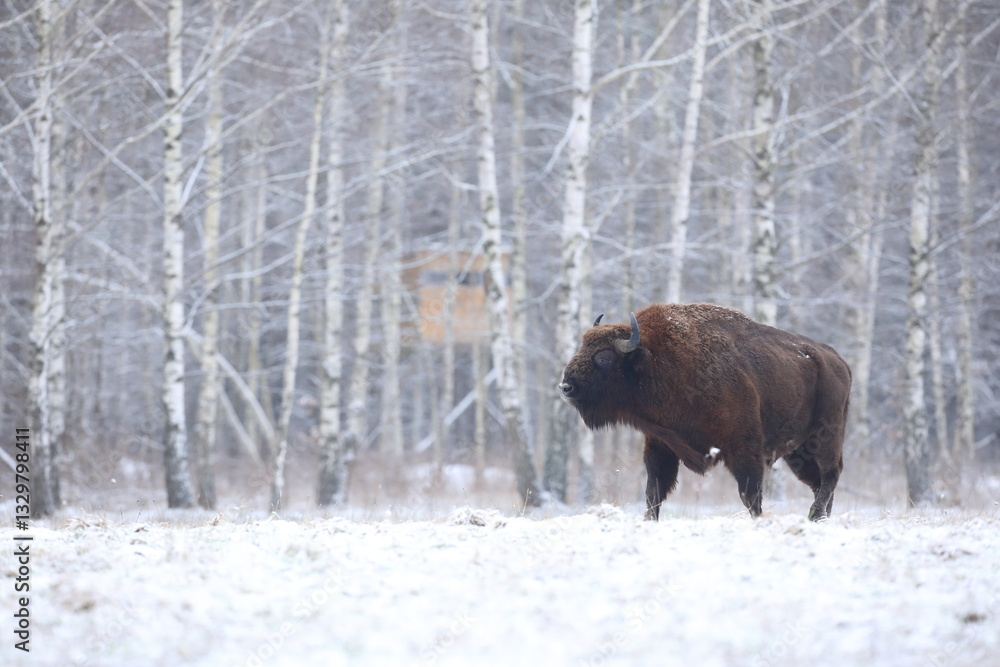 Żubr (Bos bonasus), wisent