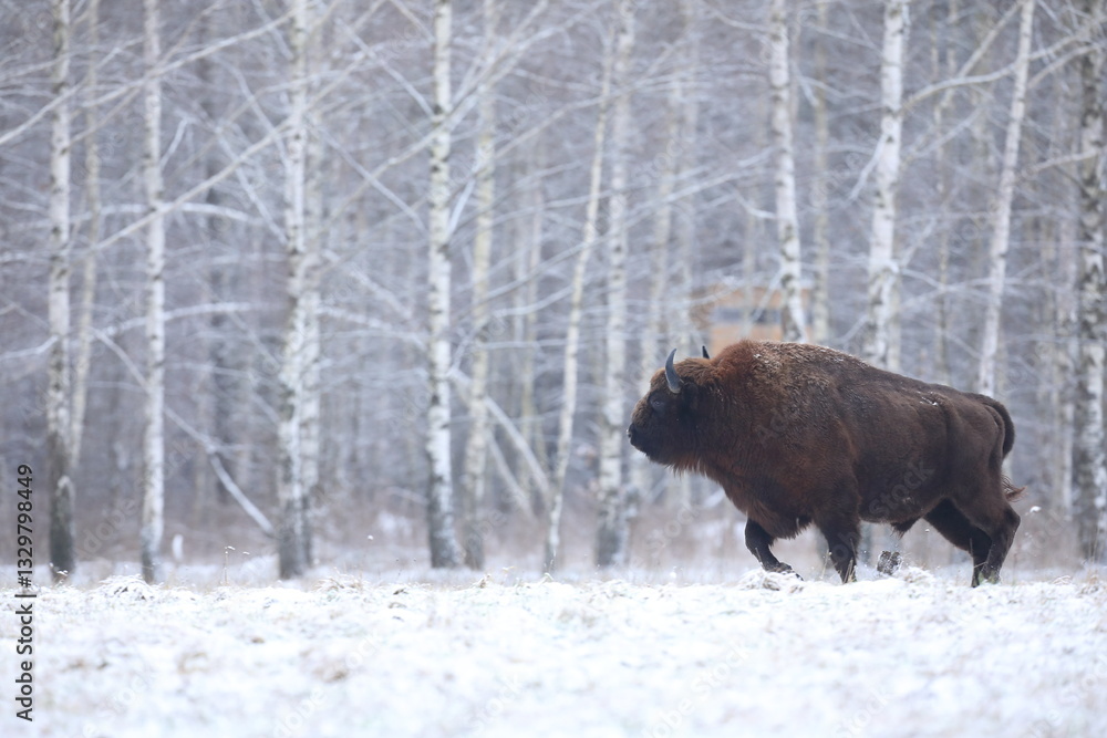 Żubr (Bos bonasus), wisent