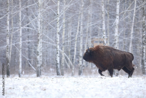 Obraz na płótnie Żubr (Bos bonasus), wisent w salonie
