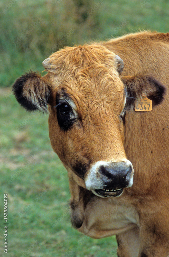 Vache Aubrac, Parc Naturel Régional de l'Aubrac, France Vache Aubrac, Parc Naturel Régional de l'Aubrac, France