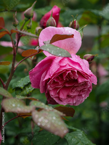 Romantic Meilland rose in the rain - Line Renaud/Dee-lish