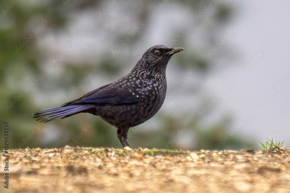 blackbird on the ground blackbird on the ground
