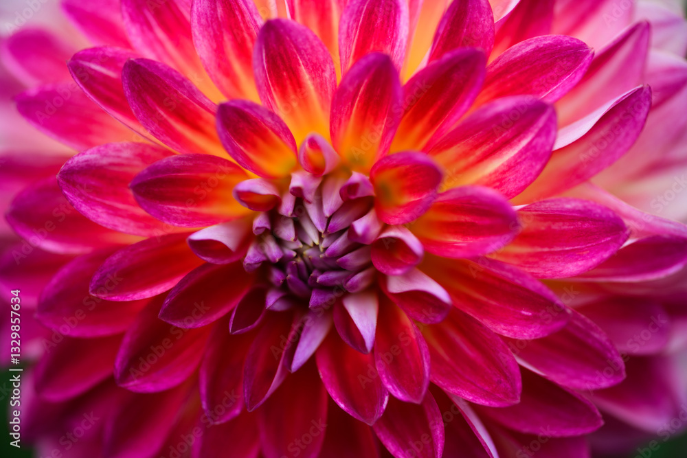 Obraz premium Floral background. Flower blooming. Macro flower. Flower petals. Macro Nature. Colorful chrysanthemum flower macro shot.