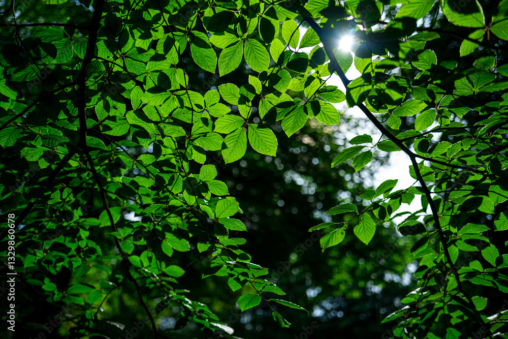 Forest background. Green leaf background. Nature leaf background. Green leaf forest greenery background. Green leaf in forest. Leaves plants backdrop. Forest background. Green leaf background. Nature leaf background. Green leaf forest greenery background. Green leaf in forest. Leaves plants backdrop.