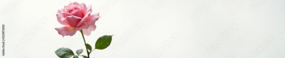 Single rose bloom against a clean white backdrop, timeless, leaves, stem Single rose bloom against a clean white backdrop, timeless, leaves, stem