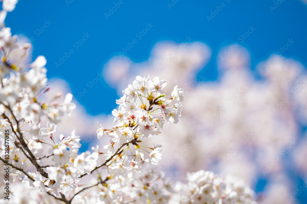 Spring Flower bloom on blossom tree. Spring nature. Blossom branch of a bloom tree. Spring Bloom of cherry tree flowers. Spring Nature Background. Spring Flower bloom on blossom tree. Spring nature. Blossom branch of a bloom tree. Spring Bloom of cherry tree flowers. Spring Nature Background.