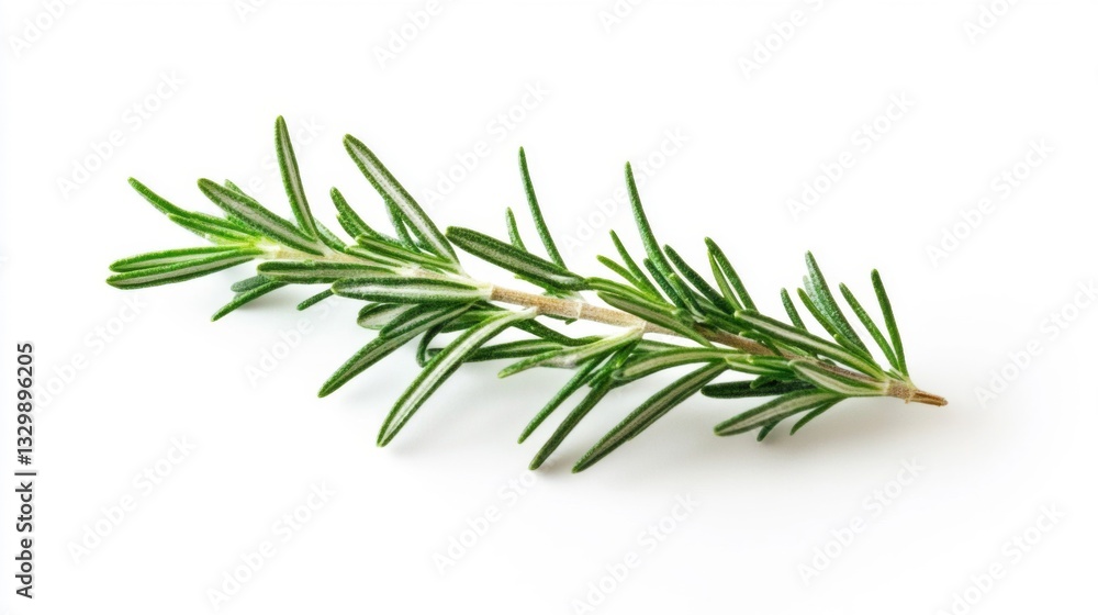 Fresh Green Rosemary Sprig on White Background Fresh Green Rosemary Sprig on White Background