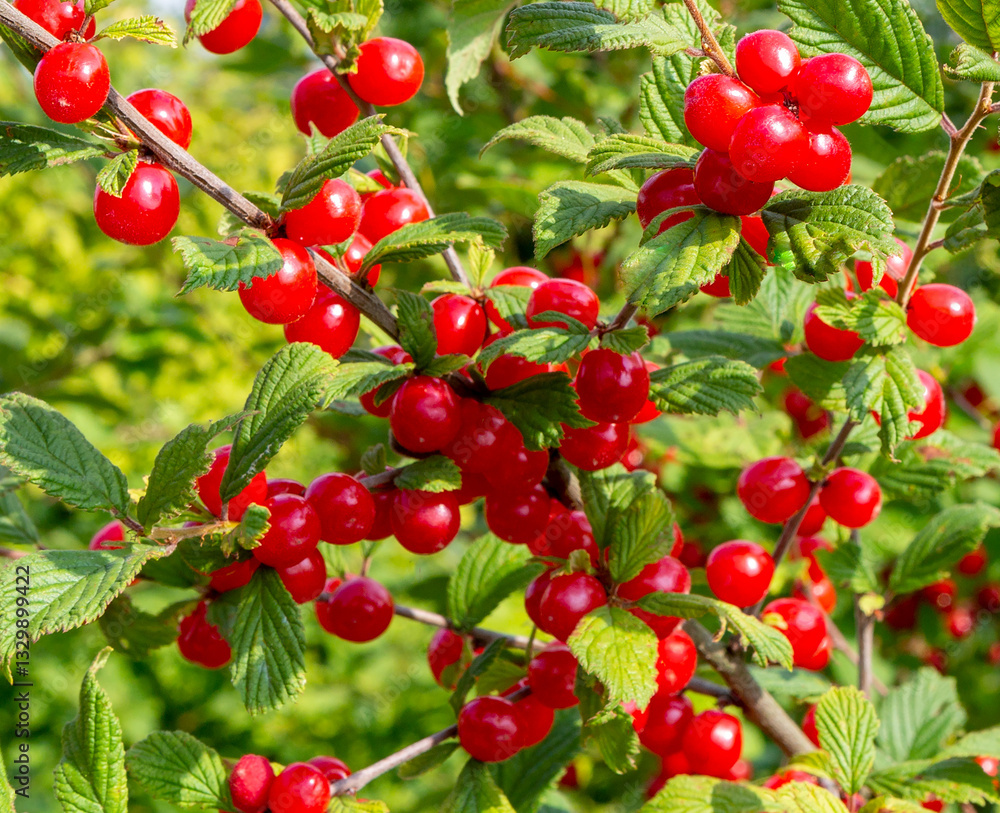 Cherry bush on summer sunny day. Korean cherry, mountain cherry. Cherry bush on summer sunny day. Korean cherry, mountain cherry.