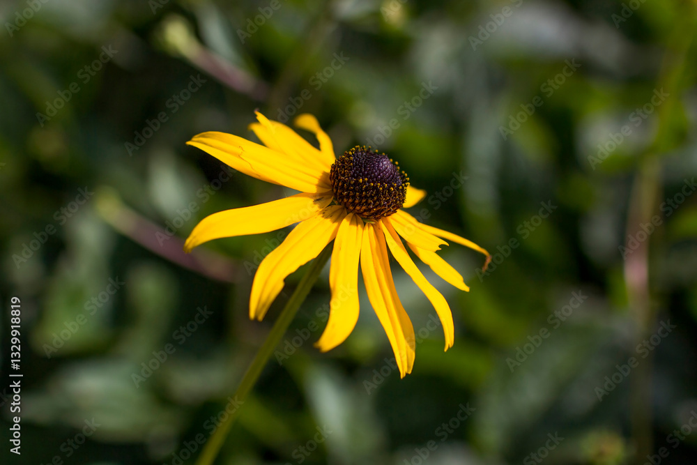 Rudbeckia fulgida or Goldsturm in full bloom in the garden.