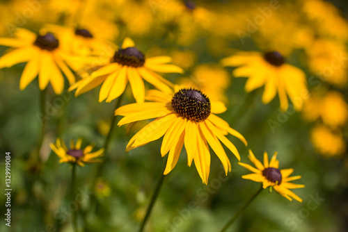 Obraz na płótnie Rudbeckia fulgida or Goldsturm in full bloom in the garden. w salonie