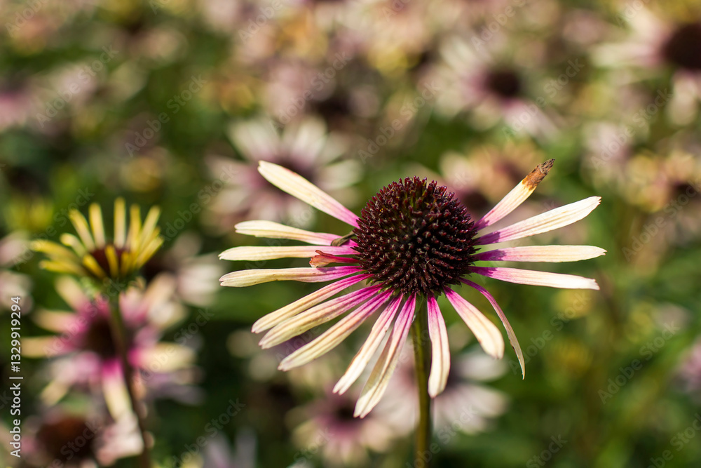 echinacea purpurea - coneflowers in the garden - soft focus
