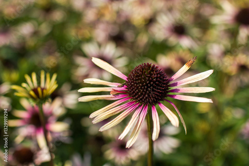 Obraz na płótnie echinacea purpurea - coneflowers in the garden - soft focus w salonie