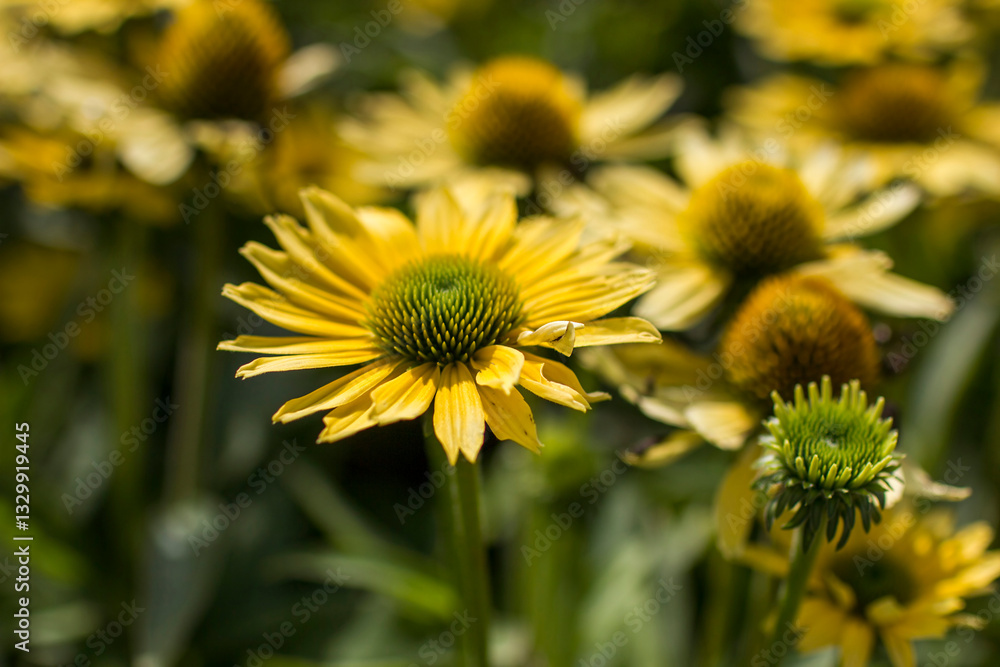 Rudbeckia flowers in full bloom in the garden.
