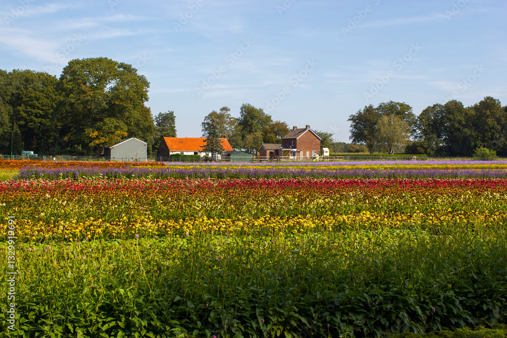 flower field - rudbeckia, echinacea flowers in the Netherlands