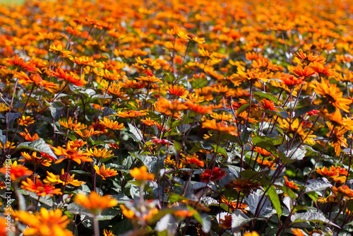 Obraz na płótnie Rudbeckia flowers in full bloom in the garden. w salonie