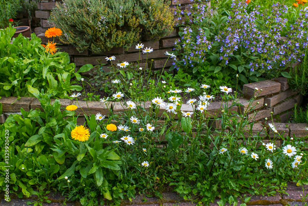 herb spiral in the garden with fresh herbs and flowers