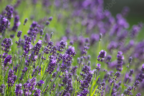 Obraz na płótnie lavender flowers in the garden w salonie