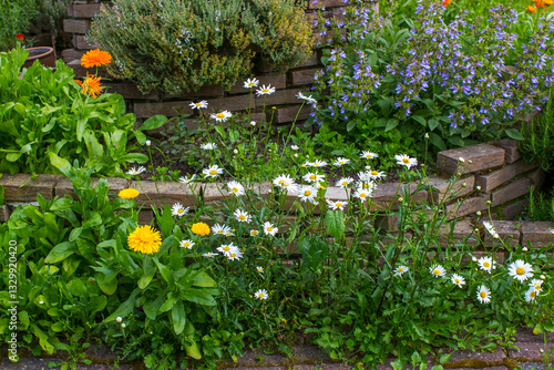 Obraz na płótnie herb spiral in the garden with fresh herbs and flowers w salonie