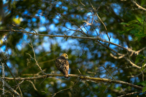 Obraz na płótnie Juvenile Red-Tailed Hawk (Buteo jamaicensis) Perches in Tree And Looks to Right w salonie