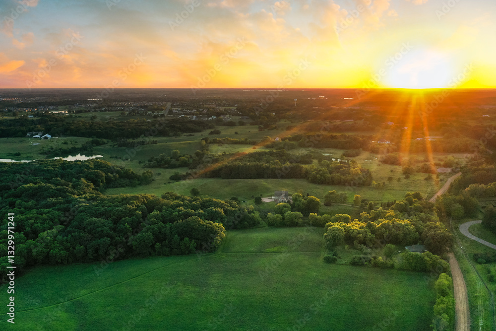 Sun Beans Shine Over Forests and Fields