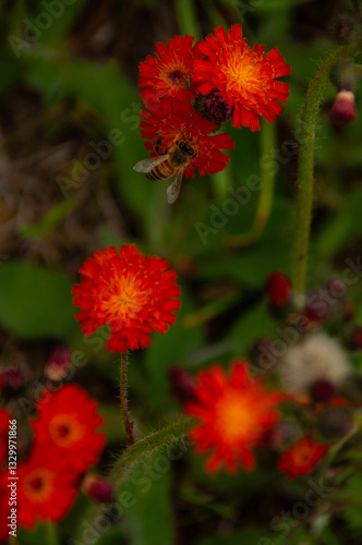 Close-up of a bee collecting nectar from bright red Fox and Cubs wildflowers set against a green background, showcasing the beauty of nature and the importance of bees in pollination and ecosystems.