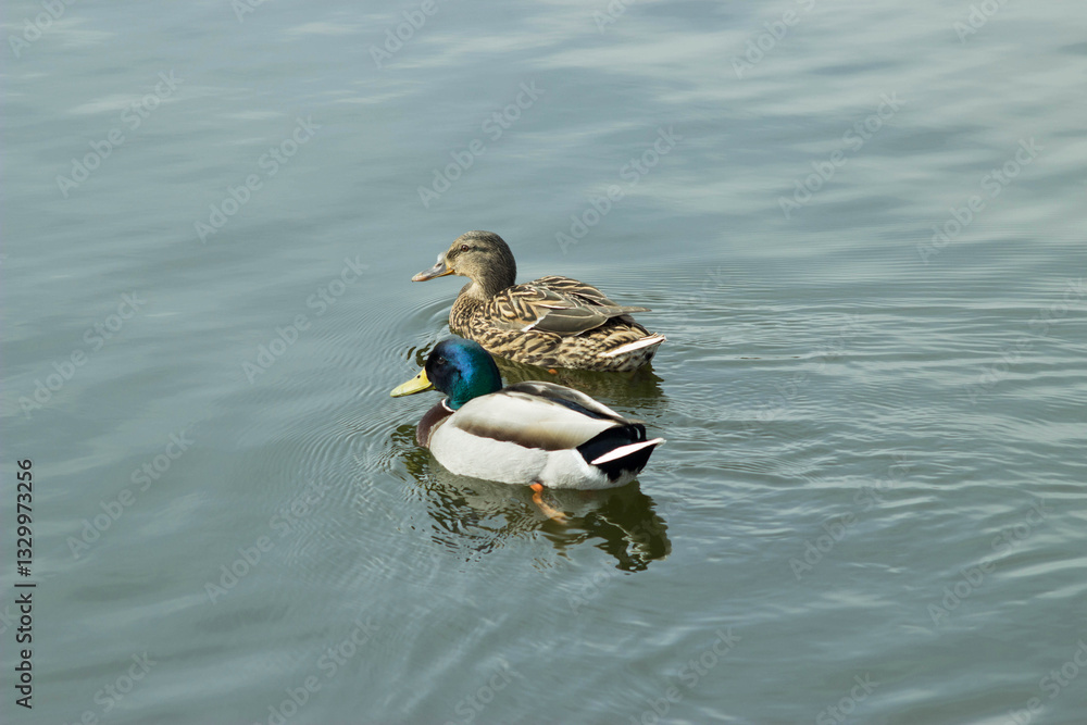 duck on the lake duck on the lake