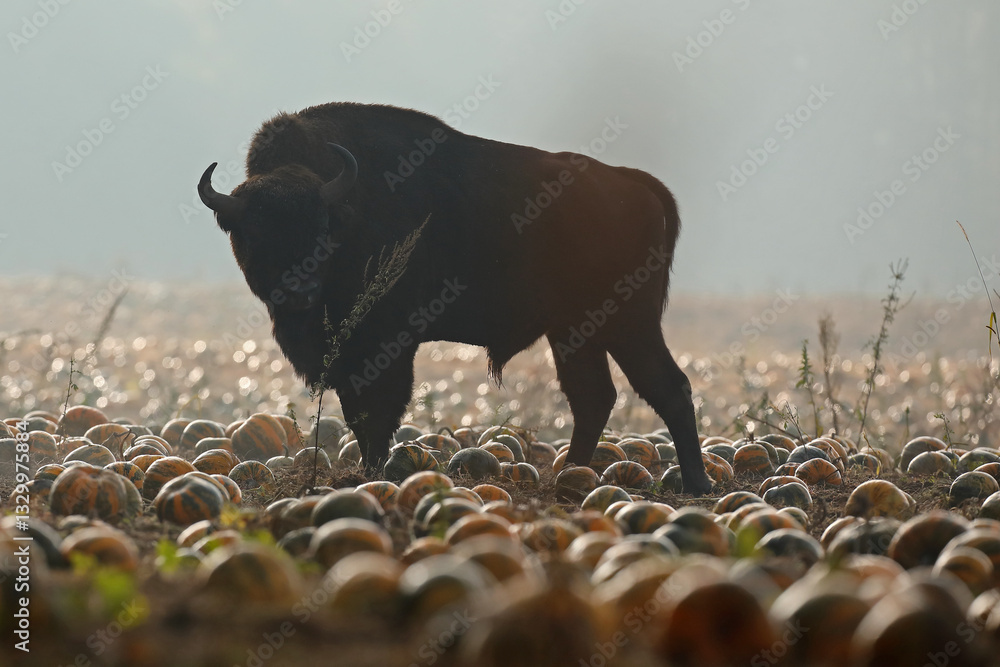 Żubr (Bos bonasus), wisent