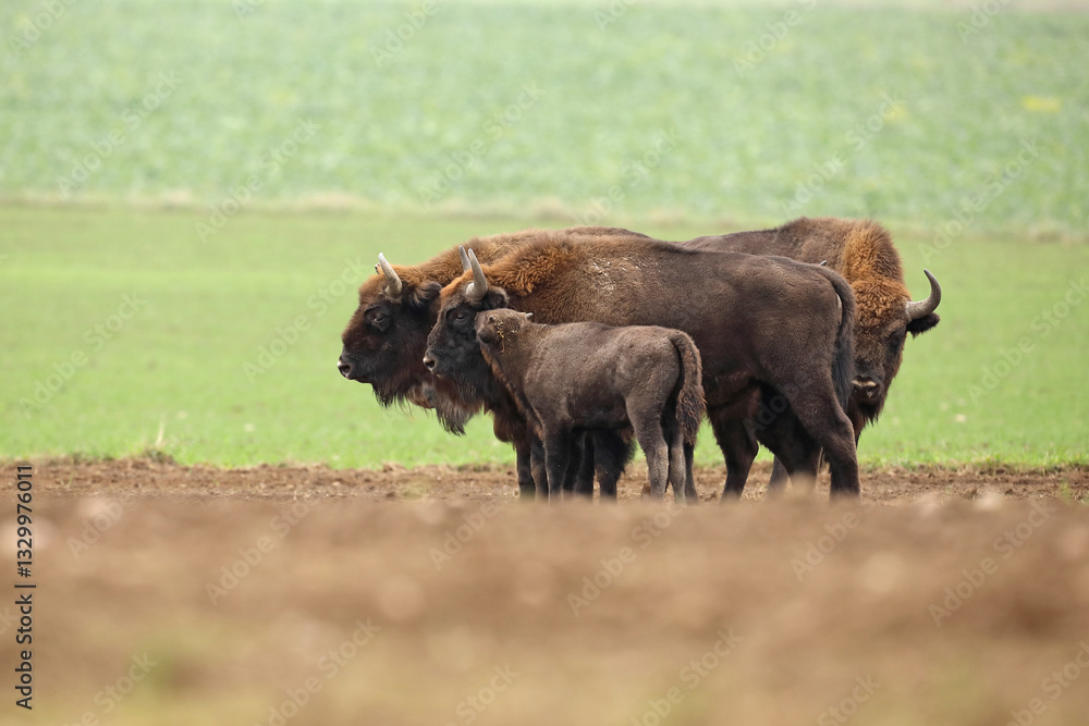 Żubr (Bos bonasus), wisent