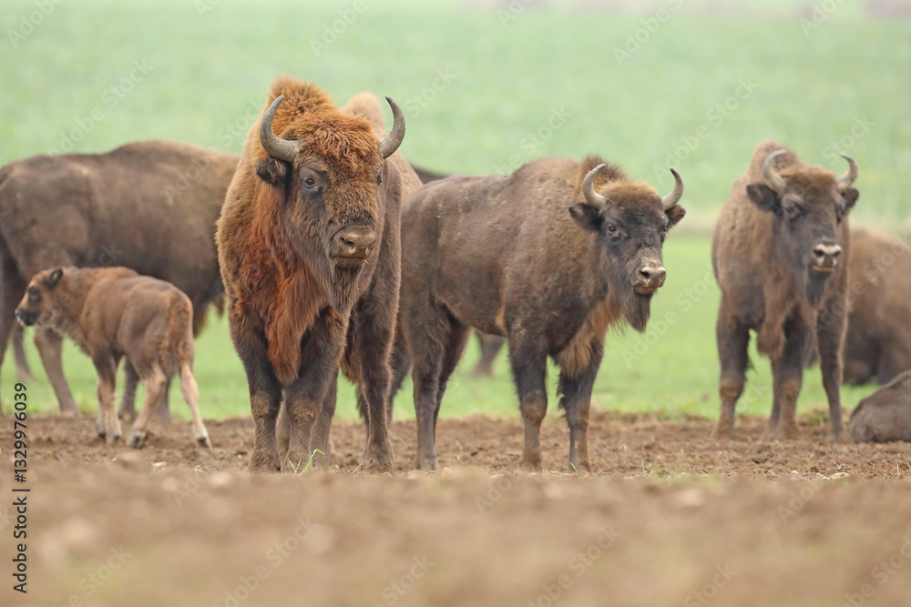 Żubr (Bos bonasus), wisent