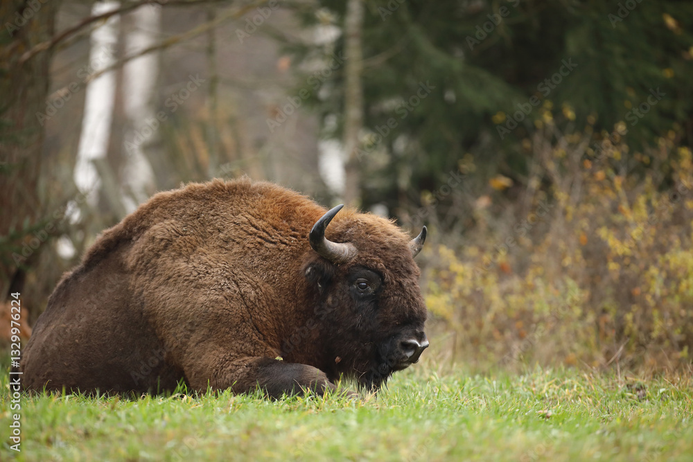 Żubr (Bos bonasus), wisent