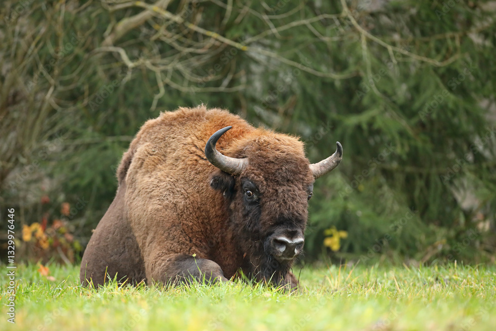 Żubr (Bos bonasus), wisent