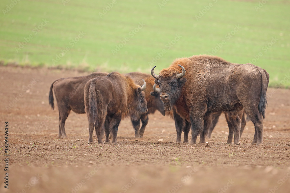 Żubr (Bos bonasus), wisent