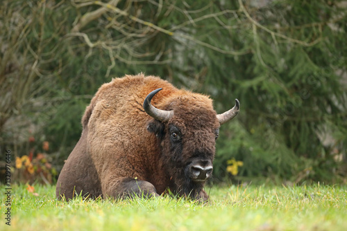Obraz na płótnie Żubr (Bos bonasus), wisent w salonie