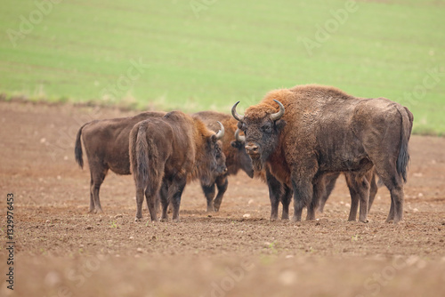 Obraz na płótnie Żubr (Bos bonasus), wisent w salonie