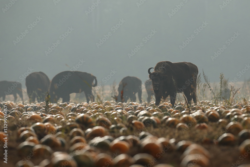 Żubr (Bos bonasus), wisent
