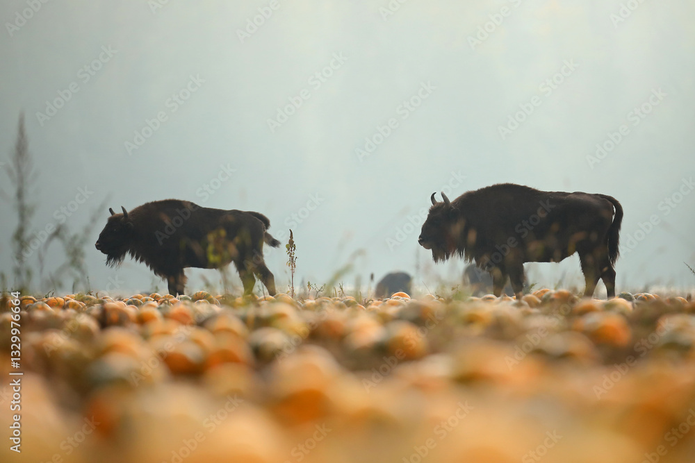 Żubr (Bos bonasus), wisent