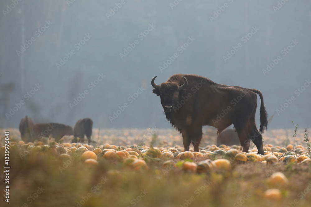 Żubr (Bos bonasus), wisent