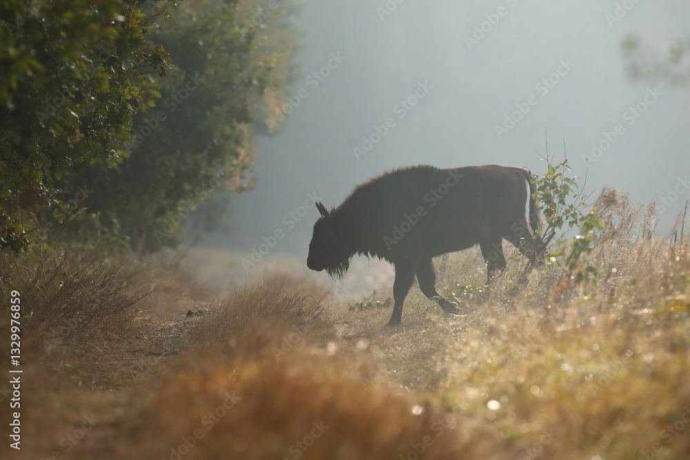 Żubr (Bos bonasus), wisent