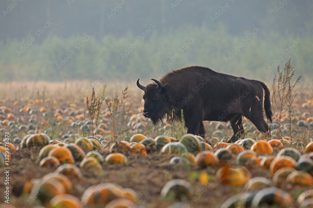 Żubr (Bos bonasus), wisent